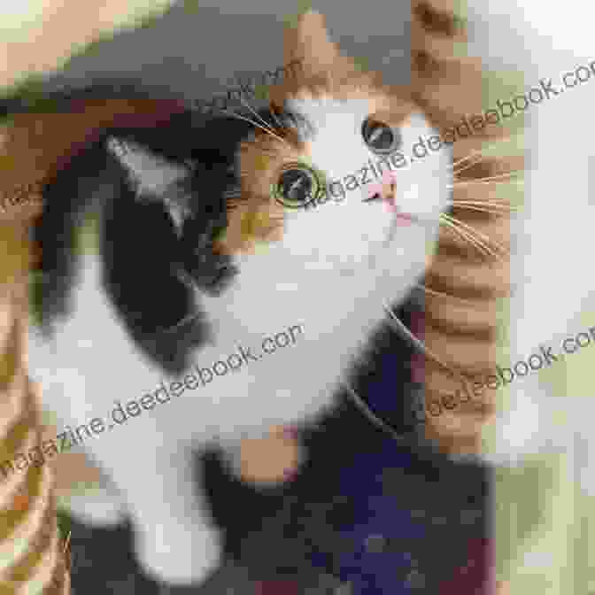 A Beautiful Calico Cat 70 THINGS YOU DIDN T KNOW ABOUT CATS: This Is A Compilation Of Curious And Unknown Facts About Cats Accompanied By Spectacular Images IN COLOR
