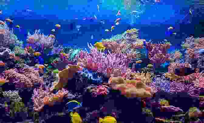 A Beautiful Coral Reef With Colorful Fish. The Sun The Sea (100 Images)