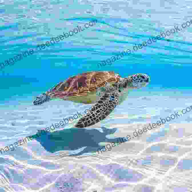 A Beautiful Sea Turtle Swimming In The Ocean. The Sun The Sea (100 Images)
