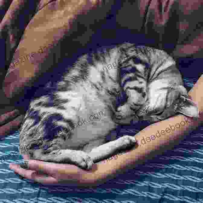 A Cat Sleeping On A Bed 70 THINGS YOU DIDN T KNOW ABOUT CATS: This Is A Compilation Of Curious And Unknown Facts About Cats Accompanied By Spectacular Images IN COLOR