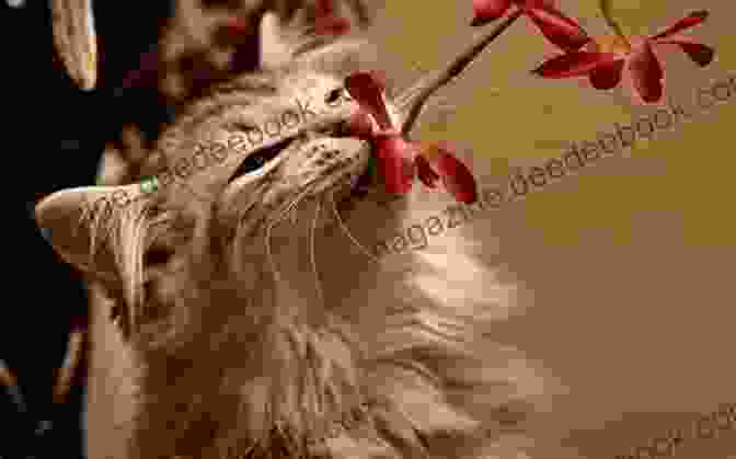 A Cat Smelling A Flower 70 THINGS YOU DIDN T KNOW ABOUT CATS: This Is A Compilation Of Curious And Unknown Facts About Cats Accompanied By Spectacular Images IN COLOR