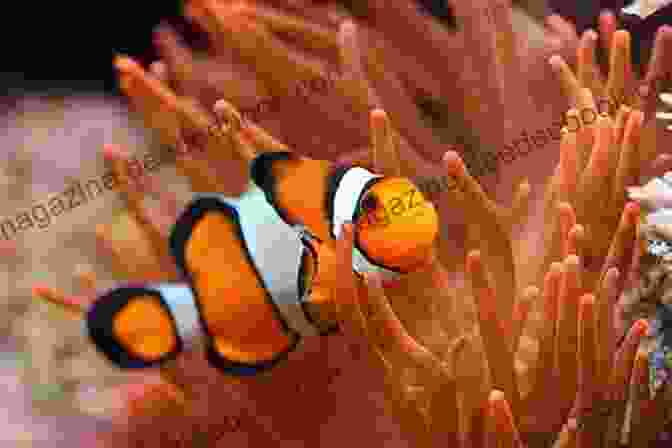 A Colorful Clownfish Swimming Among Sea Anemones. Learning About Fish And Mammal Species Children S Fish Marine Life