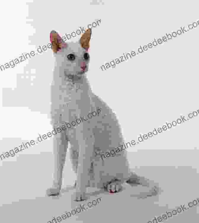 A Cornish Rex Cat Cuddling With Its Owner. Guide To Owning A Cornish Rex Cat