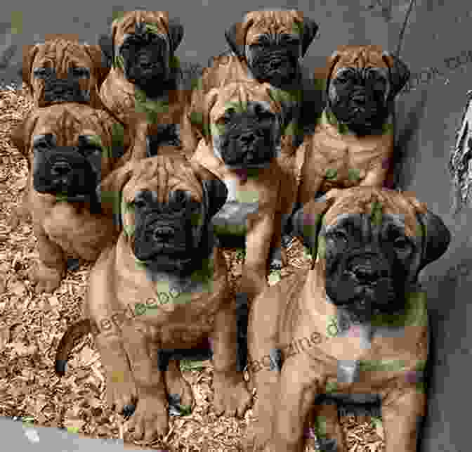 A Cute Mastiff Puppy The Complete Guide To The English Mastiff: Finding Training Socializing Feeding Caring For And Loving Your New Mastiff Puppy