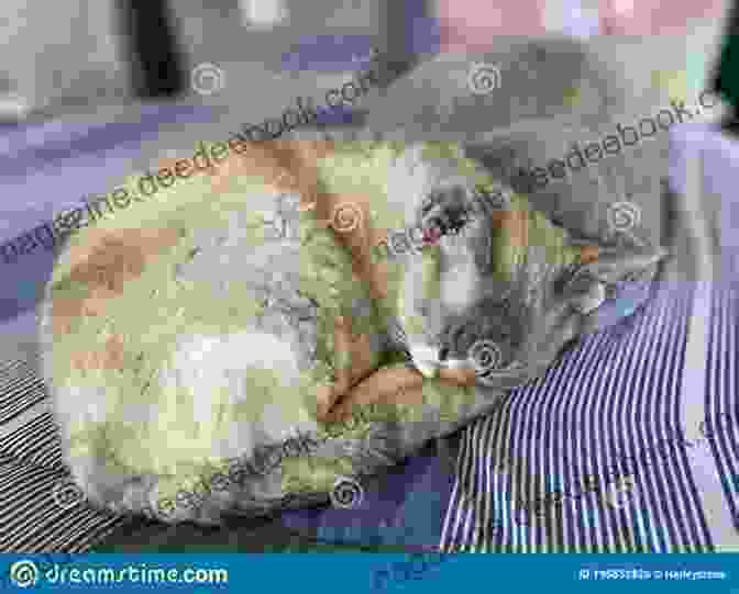 A Devon Rex Cat Curled Up Asleep On A Cozy Blanket Devon Rex Cats And Kittens Everything About Acquisition Care Nutrition Behavior Personality Health Training And More (Cat Owner S Books)