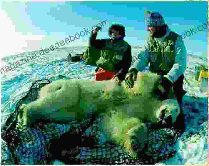 A Group Of Researchers Conducting Wildlife Conservation Work In The Arctic Arctic Witness (Alaska K 9 Unit 6)
