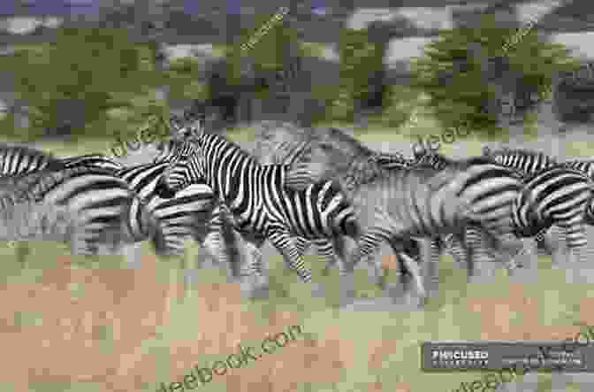 A Herd Of Zebras Running An A Z Of Animal Antics In Africa