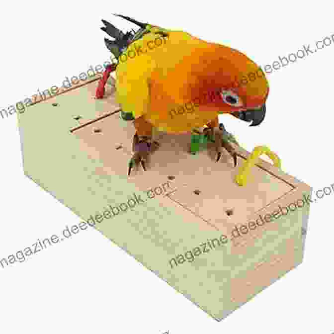 A Parrot Enjoying A Foraging Toy, Demonstrating Its Intelligence And Need For Mental Stimulation. What Does A Parrot Want From A Human (Sincere Expectations Of Companion Parrots 6)