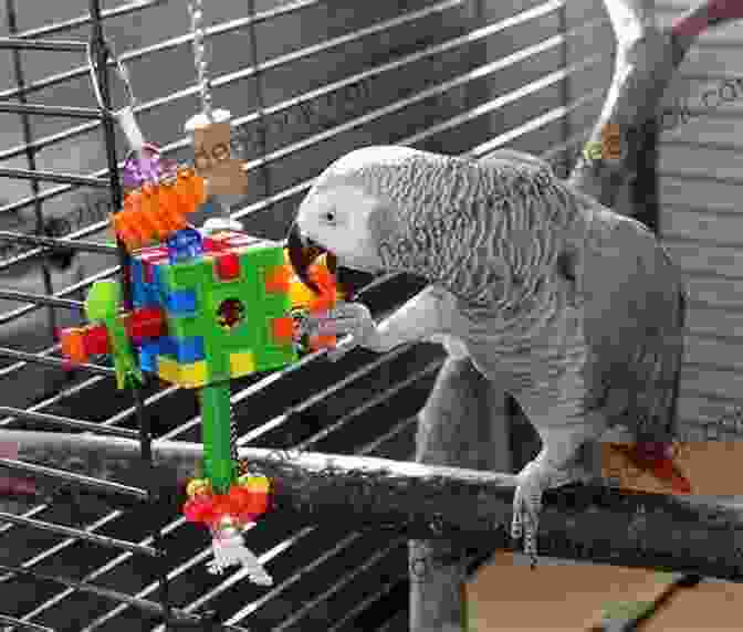 A Parrot Playing With A Toy, Showing Its Playful Nature And Desire For Interaction. What Does A Parrot Want From A Human (Sincere Expectations Of Companion Parrots 6)