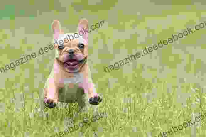 A Photo Of A Happy French Bulldog The Happy French Bulldog: Raise Your Puppy To A Happy Well Mannered Dog (Happy Paw Series) (The Happy Paw Series)