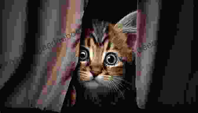 A Playful Devon Rex Kitten Peeking Out From Behind A Curtain Devon Rex Cats And Kittens Everything About Acquisition Care Nutrition Behavior Personality Health Training And More (Cat Owner S Books)