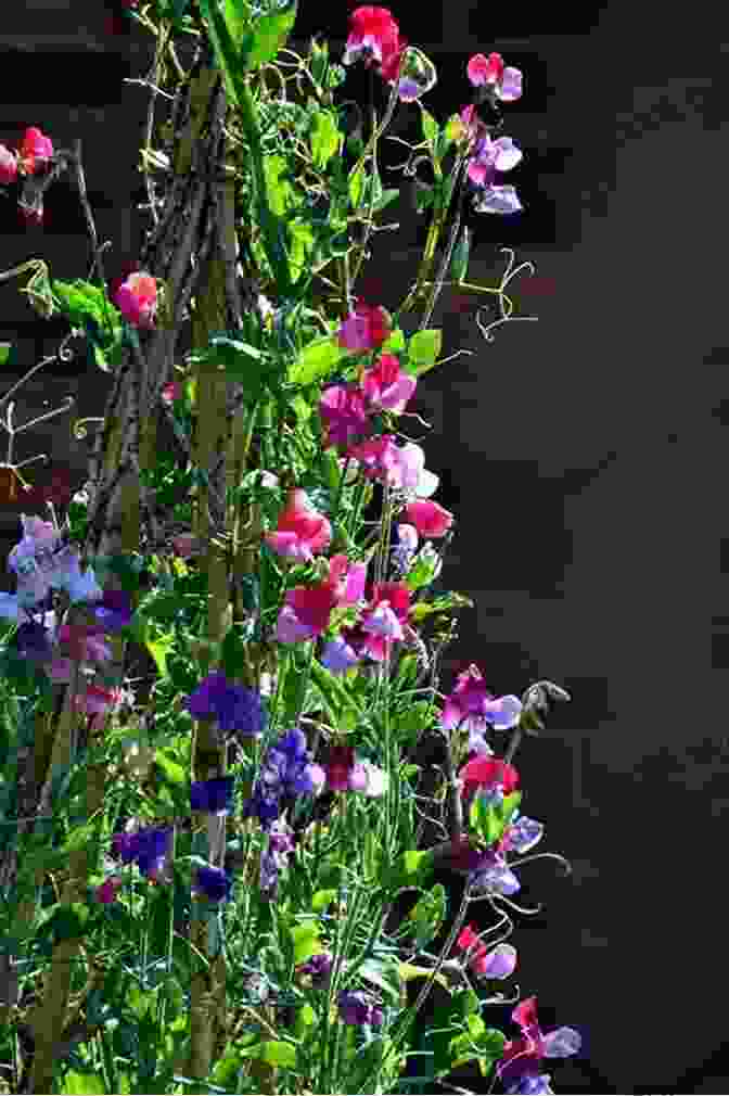 A Scenic Image Of A Sweet Pea And Honeybee Garden, With Sweet Pea Vines Climbing Up Trellises And Honeybees Buzzing Among The Flowers. Sweet Peas And Honeybees (The Friendship Garden 4)