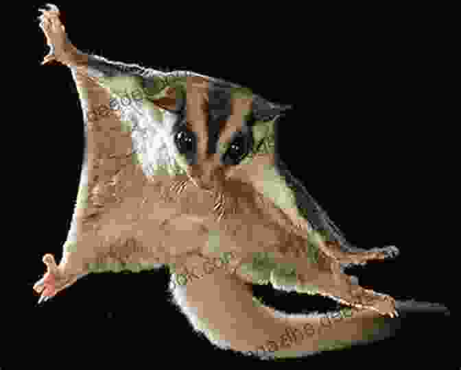A Sugar Glider Gliding Through The Air Everything About Sugar Gliders: How To Care For Sugar Gliders Where To Buy Or Adopt A Sugar Glider