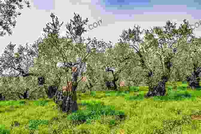 A Tranquil Olive Grove In The Mediterranean Countryside An Olive Grove In Ends