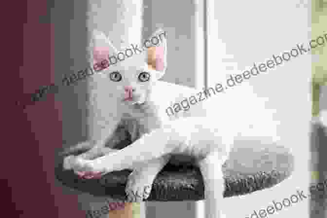 A Woman Gently Brushing The Velvety Soft Coat Of A Devon Rex Cat Devon Rex Cats And Kittens Everything About Acquisition Care Nutrition Behavior Personality Health Training And More (Cat Owner S Books)