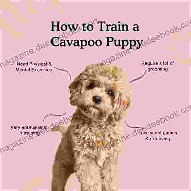 Cavapoo Basic Characteristics Cavapoo Bible And Cavapoos: Your Perfect Cavapoo Guide Cavapoos Cavapoo Puppies Cavapoo Training Cavapoo Size Cavapoo Nutrition Cavapoo Health History More