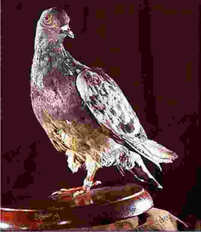Cher Ami, A Female Homing Pigeon, Was Awarded The French Croix De Guerre For Her Heroic Efforts During World War I. Cher Ami And Major Whittlesey: A Novel