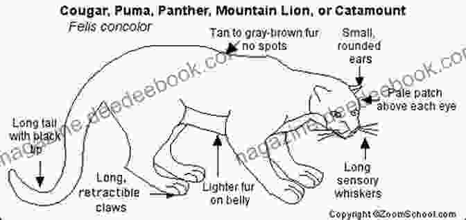 Diagram Of A Cougar's Body, Showcasing Its Powerful Body, Retractable Claws, And Large Eyes And Ears Through Cougar S Eyes: Life Lessons From One Man S Best Friend