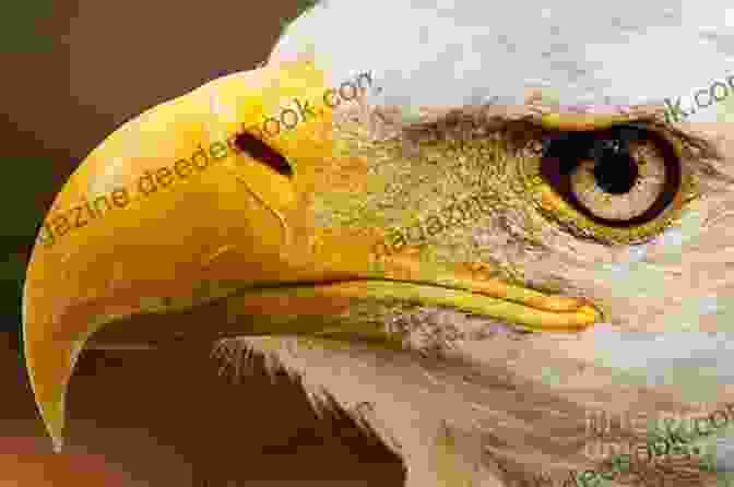 Eagle With Sharp Vision See The Animals Of The World Sense Sensation For Kids