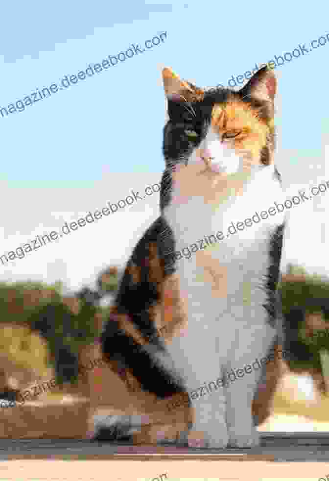 Old Shiny, A Beautiful Calico Cat, Sitting In A Sunbeam HMS Sheffield: The Life And Times Of Old Shiny