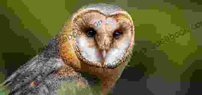 Owl With Sensitive Hearing See The Animals Of The World Sense Sensation For Kids