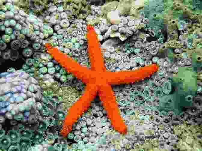 Starfish With Sensitive Touch See The Animals Of The World Sense Sensation For Kids