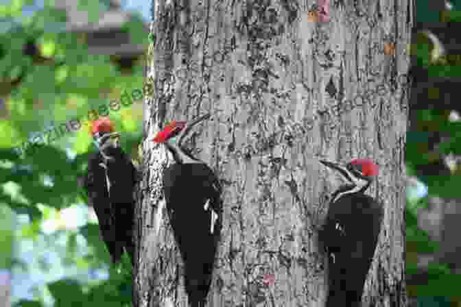 Woodpecker On The Kiswar Tree Birds On The Kiswar Tree